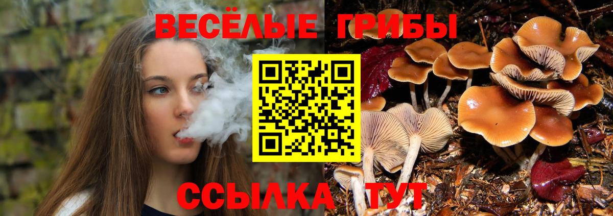 Ртищево  Псилоцибиновые грибы Cubensis  Вход с VPN 